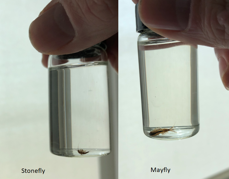 Vials containing tiny mayflies and stoneflies