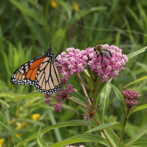 Monarch and Bumblebee on Swamp Milkweed