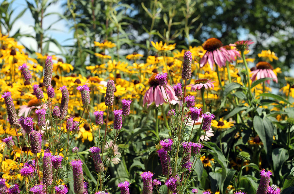 Create a Native Plant Sensory Garden!