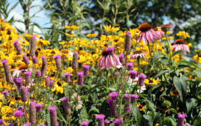 Create a Native Plant Sensory Garden!