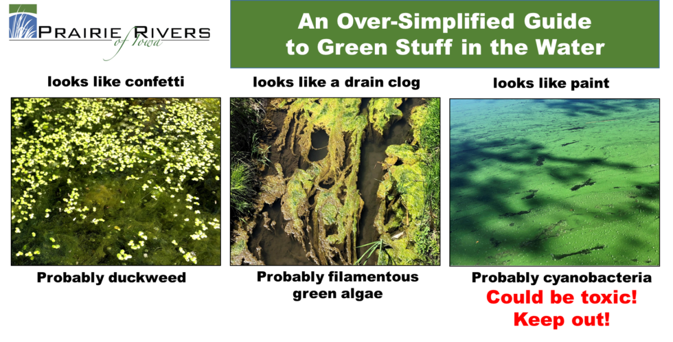 green-stuff-in-the-water-prairie-rivers-of-iowa