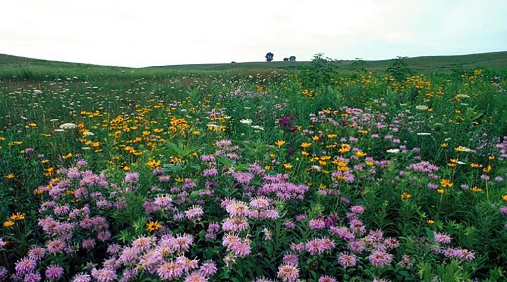 Native Plant Diversity