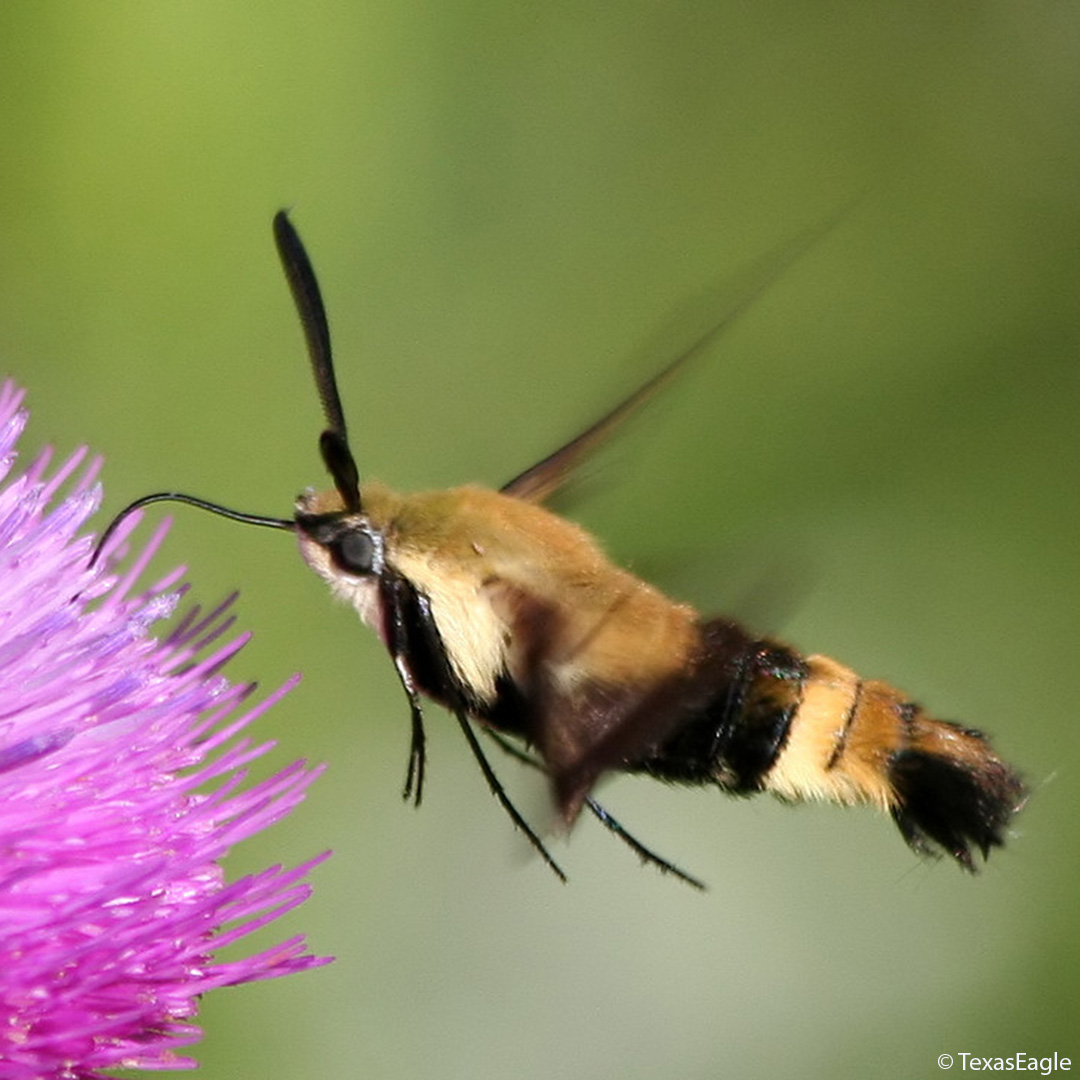 Snowberry Clearwing Moth 