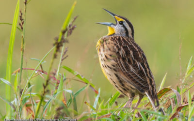 Tallgrass Prairie  – A Bird’s Eye View