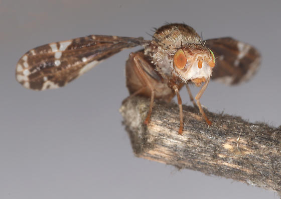 Tallgrass Prairie – A View from the Fly on the Gall