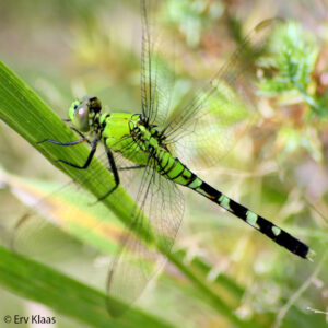 Eastern pondhawk dragonfly, by Erv Klaas