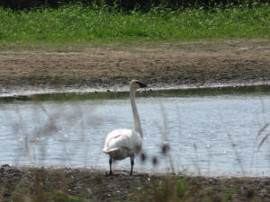 Trumpeter swan, spotted on Ioway Creek watershed tour with Erv (2017-09-15)