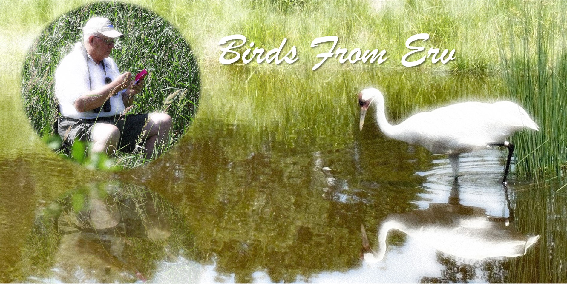 photo montage of Erv Klaas and a whooping crane