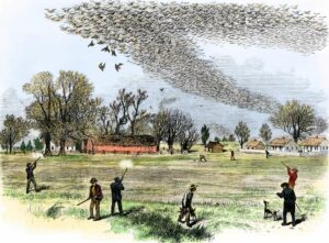 Drawing of a passenger pigeon hunt. (Public domain)