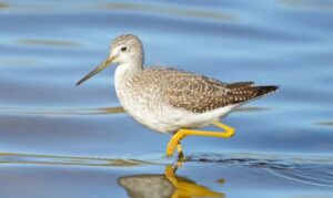 Greater yellowlegs, by VJAnderson (CC-By SA).