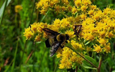 Say No to Neonics: What They Are and Why We Should Care