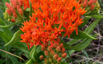 Iowa’s Native Milkweed Species