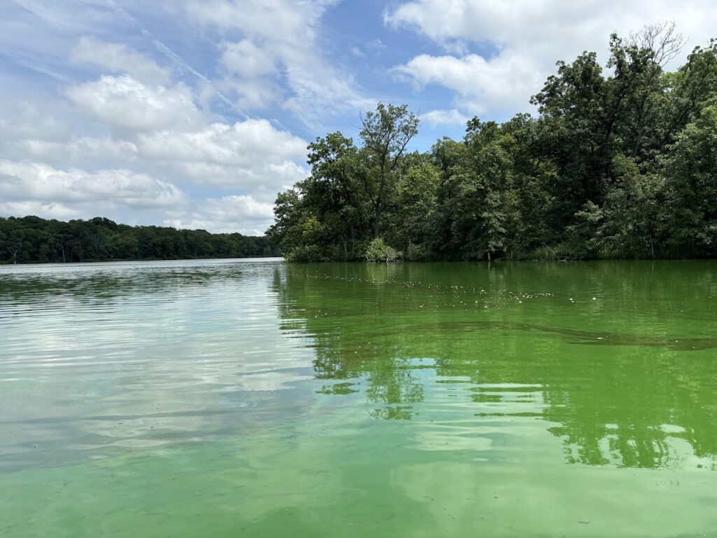 Cyanobacteria bloom in Lake Darling, July 2024