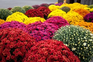 Over 200 mums were used to decorate Festhalle Barn for Oktoberfest. Stock photo.