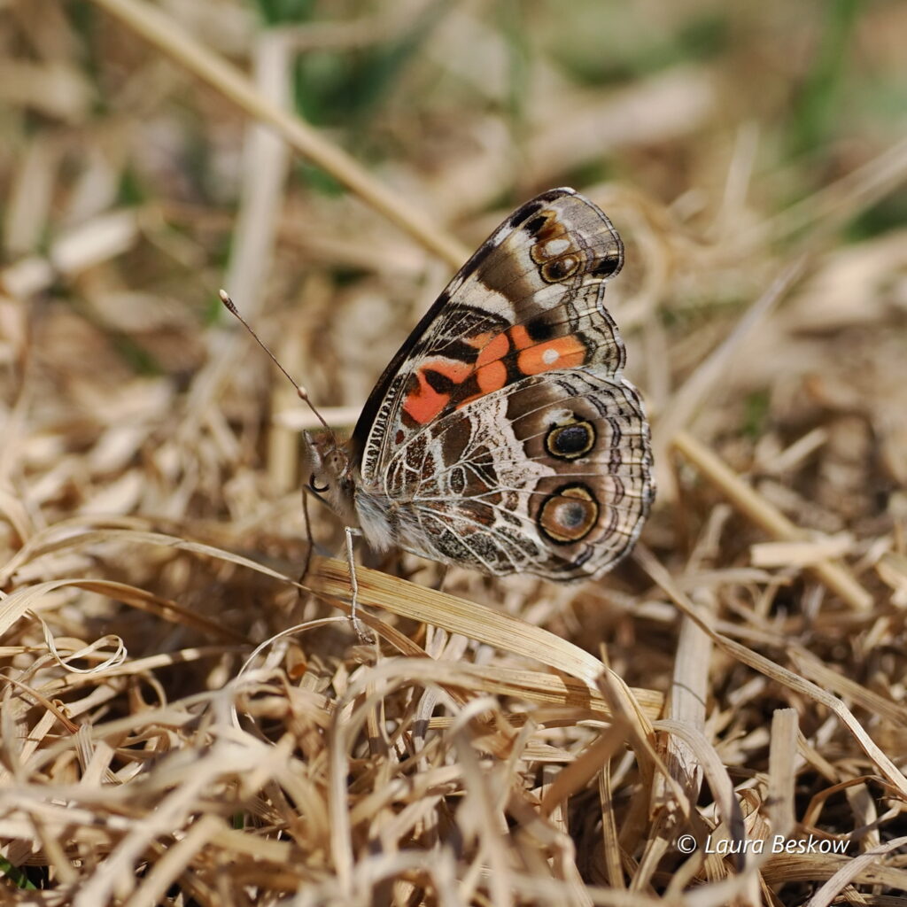 American lady butterfly on the ground in dried grass