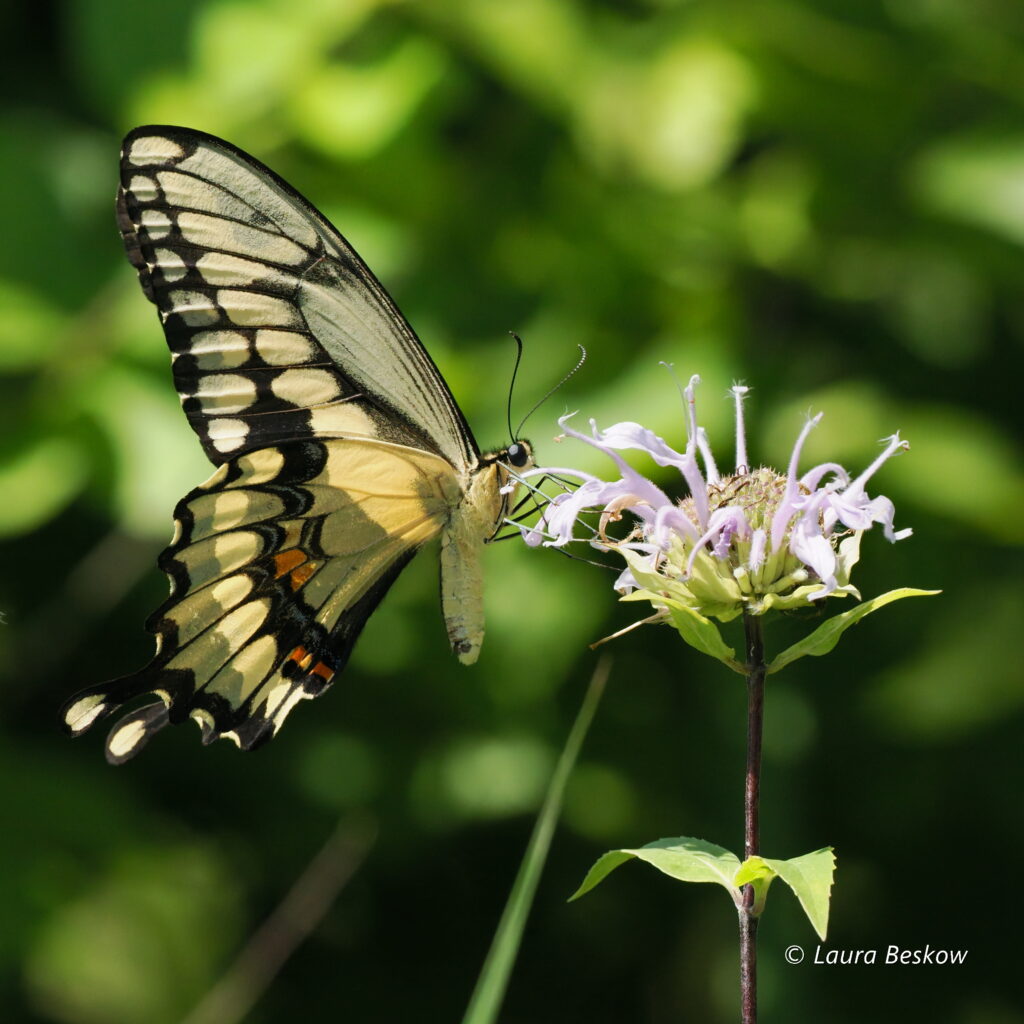 Giant Swallowtail on a bee balm plant