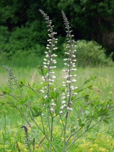 Bee balm