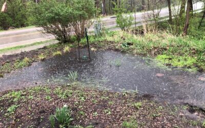 Troubleshooting a  Rain Garden