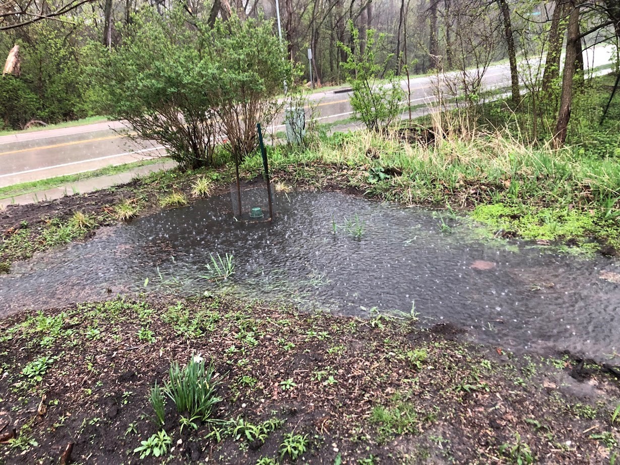 Rain garden full of water