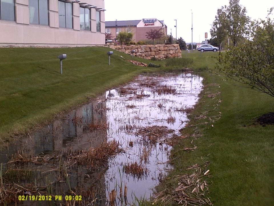 Bioretention cell with poor drainage and cattails